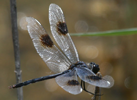 Four-spotted Pennant